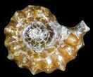 Polished, Agatized Douvilleiceras Ammonite - #29329-1